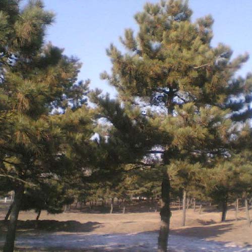 油松-山东油松|油松价格|油松批发|供应