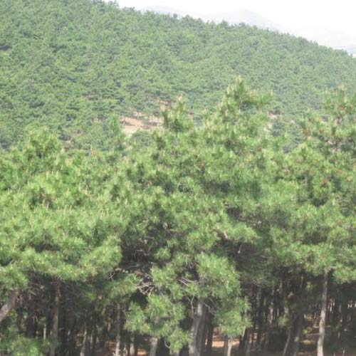 油松-山东油松|油松价格|油松批发|供应