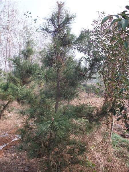 临沂侧柏/山东临沂侧柏？山东侧柏 