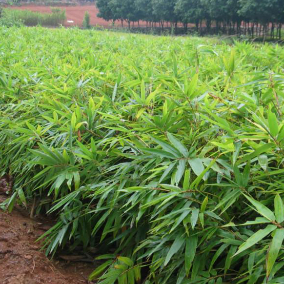 河南箬竹*河南箬竹基地