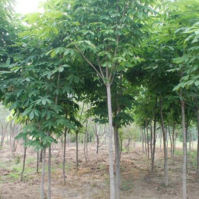 河南七叶树-基地-河南七叶树供应