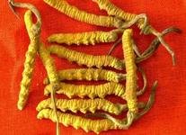 杭州回收冬虫夏草 (3)