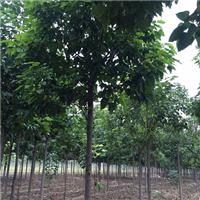楸树苗价格|楸树种植基地 