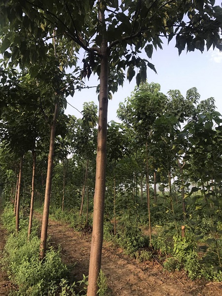 山东楸树销售|楸树种植基地||楸树小苗销售 
