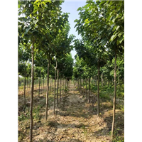 楸树小苗批发商/楸树小苗种植基地 