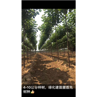 楸树苗销售价格|山东楸树苗价格| 