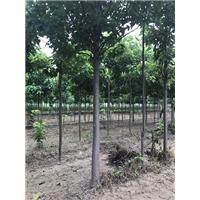 楸树苗价格|楸树种植基地 