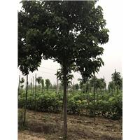 楸树苗价格|楸树种植基地 