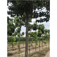 山东楸树种植基地|楸树销售价格 