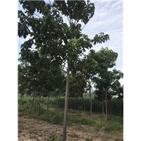 楸树销售价格|楸树价格 