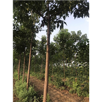 山东楸树销售|楸树种植基地||楸树小苗销售 