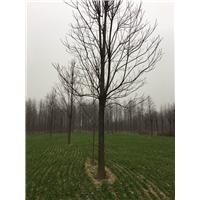 山东楸树价格销售|楸树销售价格| 