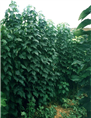 楸树种植基地|山东楸树价格 