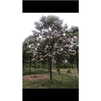 楸树苗价格|楸树种植基地 