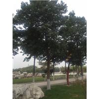 山东楸树 