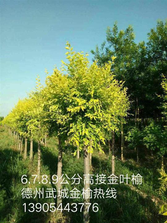 山东金叶榆基地 