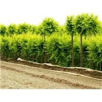矮接金叶榆销售基地|山东矮接金叶榆种植基地 