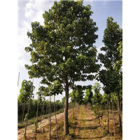 楸树种植基地|楸树销售 