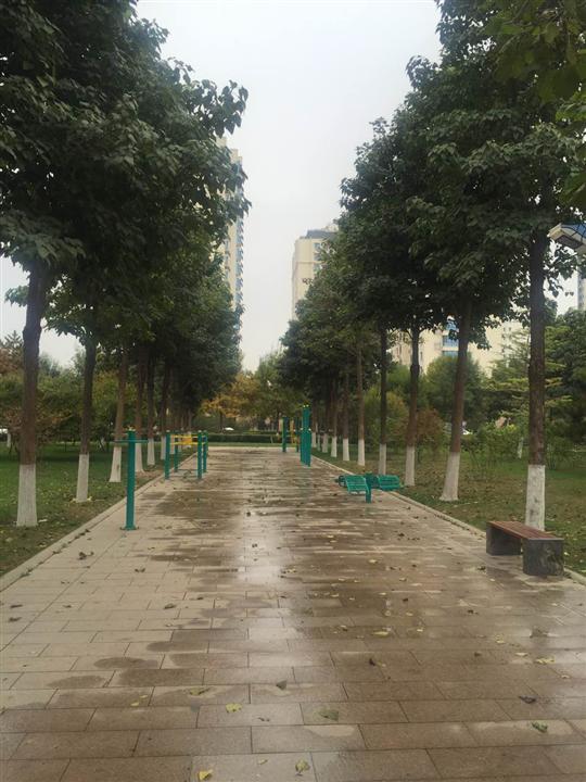 楸树销售价格|山东楸树种植基地 