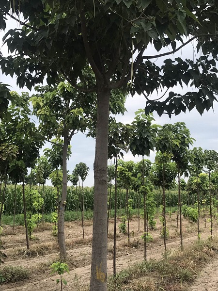山东楸树种植基地|楸树销售价格 