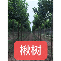 楸树销售基地|楸树种植 