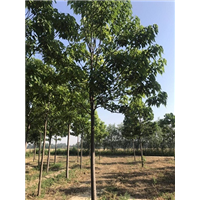 山东楸树小苗 