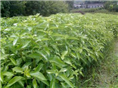 怀化香樟小苗*湖南怀化香樟小苗 