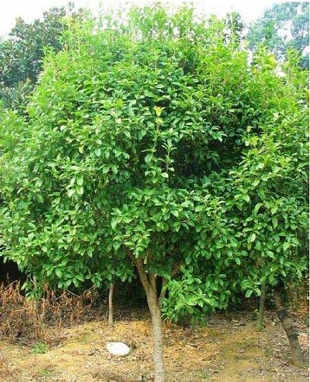怀化八月桂苗木$湖南八月桂小苗↙湖南怀化八月桂 