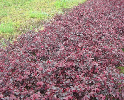 重庆红桎木基地*供应四川红桎木 