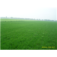 四川马尼拉草皮价格 