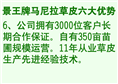 草皮价格=湖北草皮批发=优质湖北草皮 