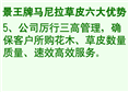 马尼拉草皮%贵州马尼拉草皮@贵州草皮 