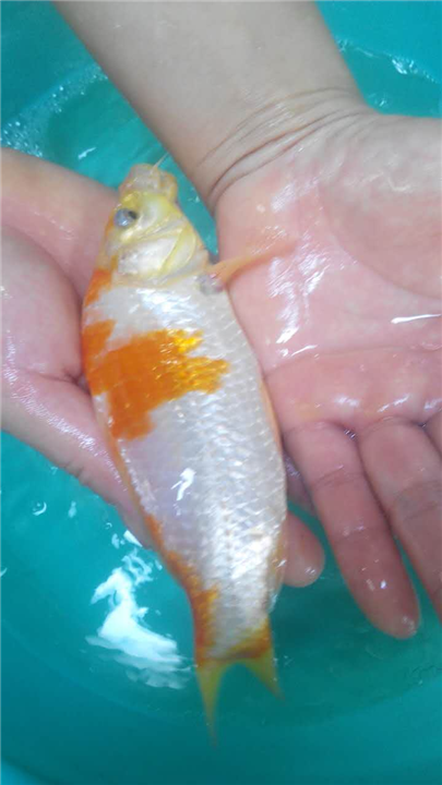 锦鲤-大型养殖鱼苗场/大型供应各种名贵 