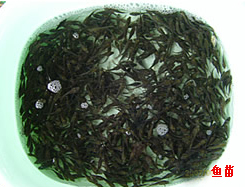 西南宁批发供应大头鱼花 