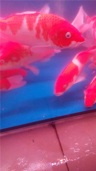 桂花鱼苗-云南批发鱼苗 