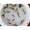 贵州哪里有卖鱼苗?湖南哪里有卖鱼苗?