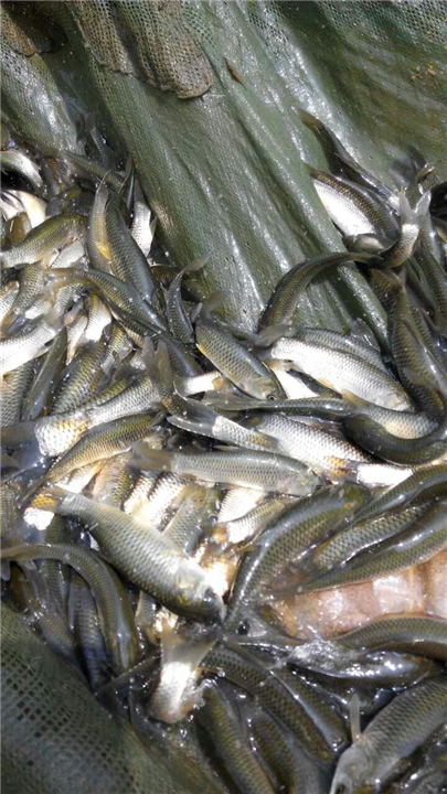 海南一号罗非鱼苗-江西批发鱼苗 