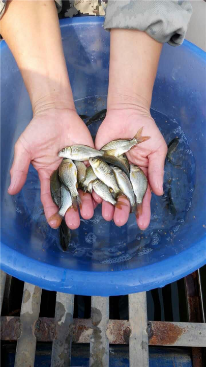 红锦鲤-四大家鱼鱼苗场 