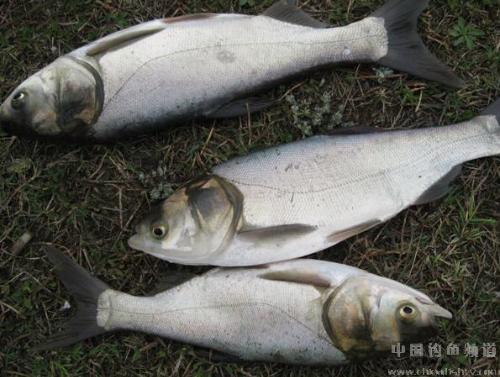 广西南宁批发供应白鲢鱼苗 