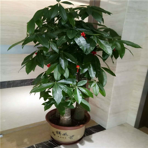花木出租电话a顺德租花