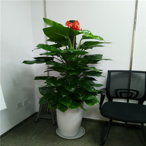 佛山禅城租花a禅城花木出租