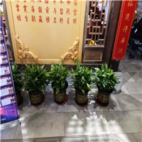 佛山租赁花木a佛山绿化公司