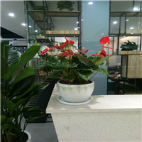 禅城花木出租a南海边坡绿化