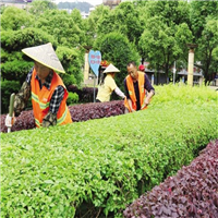 佛山绿化工程