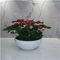 佛山租赁花木a顺德租花
