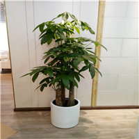 佛山租花a佛山租赁花木
