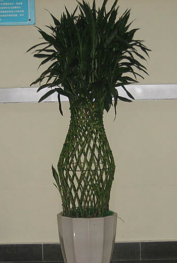 佛山盆栽植物租摆