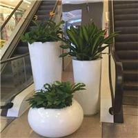 南海租花a南海年桔批发