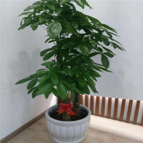 佛山绿化公司a佛山禅城租花