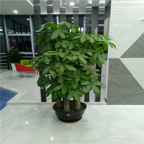 南海年花批发a南海租花